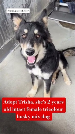 Adopt Trisha, she's a 2 years old intact female tricolour husky mix dog 🐕