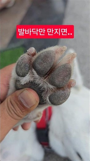 What happens when I touch her paws..?