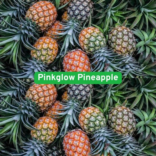 15 Pinkglow Pineapple Seeds, Rare Pink Flesh Fruit, Tropical Garden Grower - Etsy