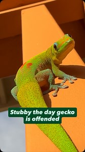 117K views · 15K reactions | Stubby the day gecko is offended #gecko #lizard #reptile #cuteanimals #funnyanimals #funnyreels | geckgoals | Facebook