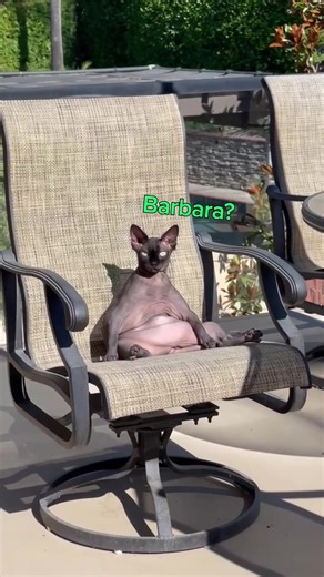 Hilarious Cat Voiceover Compilation | Funny Animal Reactions