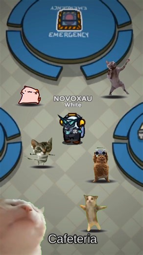 NovoX x Miau Miau
