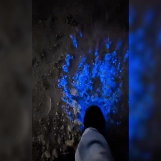 👉🏻 Microorganisms invisible to the naked eye: called dinoflagellates and they are assimilated to plants (therefore phytoplankton).💡 These unicellular organisms live in coastal waters and can… | Ranjit Zacharia