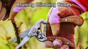 Beautiful Climbing Roses: How To Grow, Care For, and Prune Climbing Roses - Minneopa Orchards