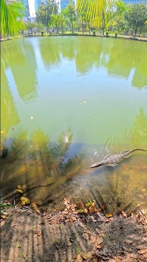 Giant Monitor Lizards in Bangkok’s Lumpini Park 🇹🇭