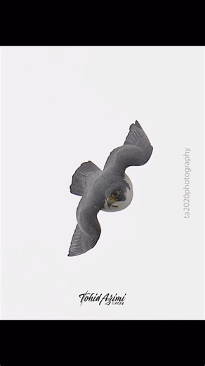 Peregrine Falcon maneuvering during flight. . . . #Falcon #peregrinefalcon #birdsofprey #reels #explore | Ta2020photography