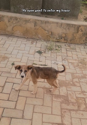 Importance of Vaccinating Your Pets