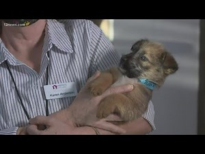 Heidi's Village animal shelter offering free adoptions for dogs above 30 pounds