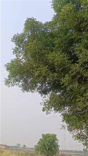 #gardenplant Azadirachta indica #india #agriculture #forest #nature