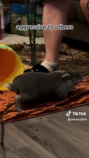 Understanding Not Neutered Bunny Behavior