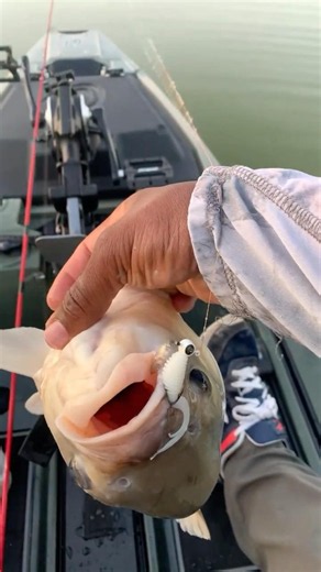 First Ever Buffalo Fish while testing the New Kayak ‼️( Native Hammer) #fishing