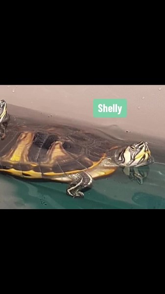 Pets without Paws: We don’t just receive cats, dogs and birds at the crematorium. Here are some of the more unusual pets we have helped to cross rainbow bridge…