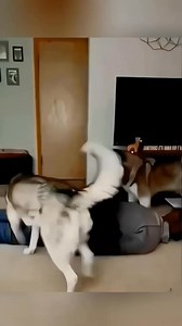 3.9M views · 136K reactions | Funny dogs  | Sipra Vines | Facebook