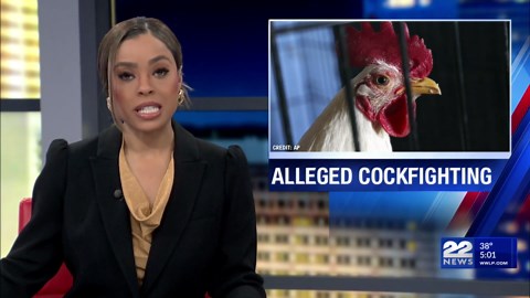 Over 60 birds seized in Springfield cockfighting investigation