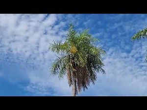 🌸 Paraguayan Cocoteros in Bloom | A Silent Walk Among Prosperity’s Flowers 🌸
