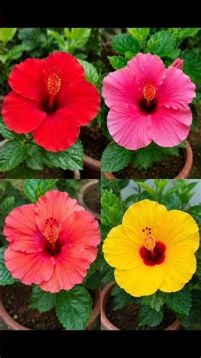 Beautiful Flowers In My Garden 🌸✨ #shorts #portulaca #hibiscus #gardening #motivation