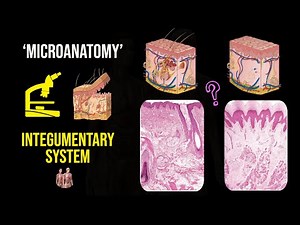 Integumentary system | Microanatomy | Histology | Thin Skin | Thick Skin | Anatomy Decoded