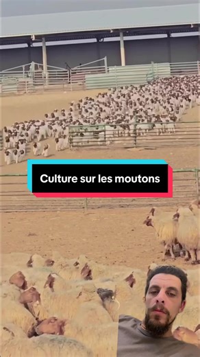 #mouton #Animaux #animal #nature #culture