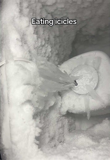 Eating Icicles: ASMR Ice Sensations You Can't Miss