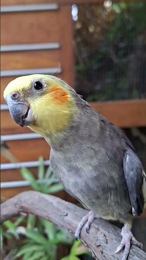New Cockatiel at the Pheasantasiam #cockatielcompanion #cockatiel