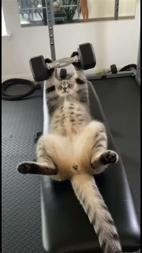 Cat Goes to Gym Early Morning - Fitness Dedication! 🐱🏋️‍♂️🌅✨