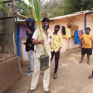 63 reactions · 3 comments | Coconut tree plantation is important so #EachOnePlantOne | Mission Green Mumbai | Facebook