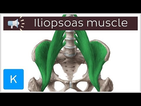 Iliopsoas muscle | Anatomical Terms Pronunciation by Kenhub