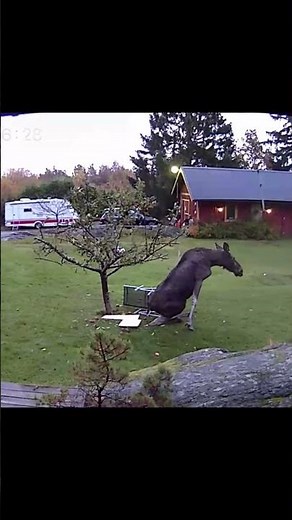 Drunk moose falls under my apple tree. #drunk #moose #falls