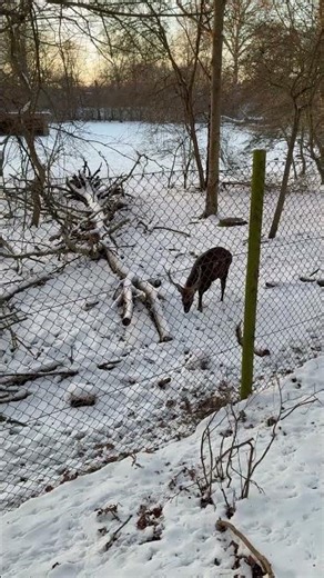 Sika deer sound #birds #wildlife #nature #sika deer