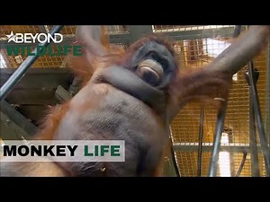 S5E13 | Jeremy’s Got High Hopes For Overweight Orang-Utan Oshine | Monkey Life | Beyond Wildlife