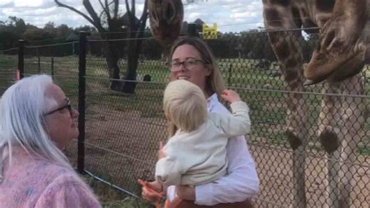 Cutest animal-kid interaction: happy toddler feeds friendly giraffes at zoo!