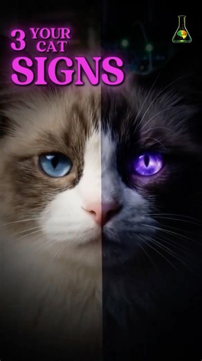 3 Signs Your Cat Has SUPERPOWERS