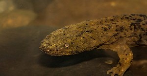 Hellbender
