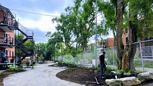 Montreal area to get 300,000 new trees in push to grow canopy
