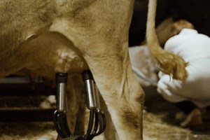 Best Women Milking Men Videos