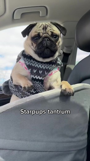 Pickles & Pancake on TikTok