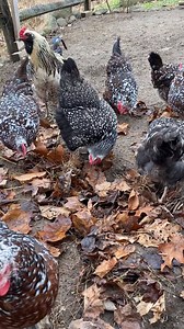 Foraging in a pile of leaves is an activity with intention for our chickens! We use enrichment to encourage a species’ natural behaviors. Chickens often forage for potential food sources, so a pile of leaves is a great activity to allow them to exhibit that behavior. | Stamford Museum & Nature Center