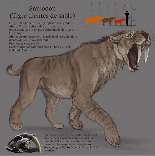 Interpretación del Smilodon en Dibujo Digital