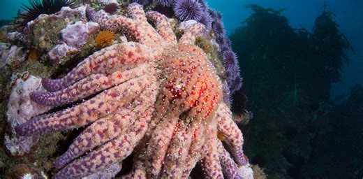 How sea star wasting disease transformed the West Coast’s ecology and economy