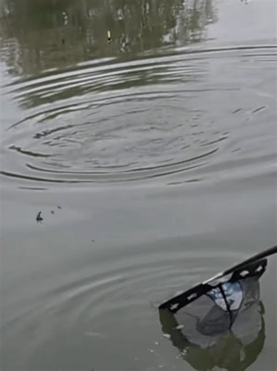 Fishing for Carp: Techniques and Tips