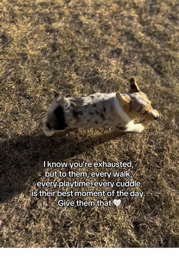 🥹🫶🏻 make time for them 🤍 #corgipuppy #puppylife #puppytok #puppycheck #cutedog #cutepuppy #dogsoftiktok #doginfluencer #bluemerlecorgi #bluemerle #shortlegs