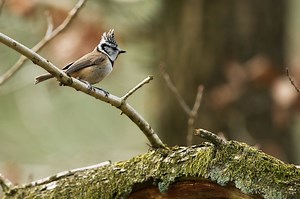Climate change is transforming Europe’s birds