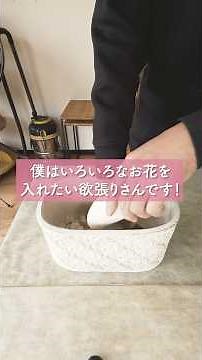 【冬の寄せ植え】フランネルフラワーは根を崩したら枯れるので気をつけましょう！#shorts #寄せ植え作り方 #ガーデニング #園芸 #植物 #フランネルフラワー#寄せ植え