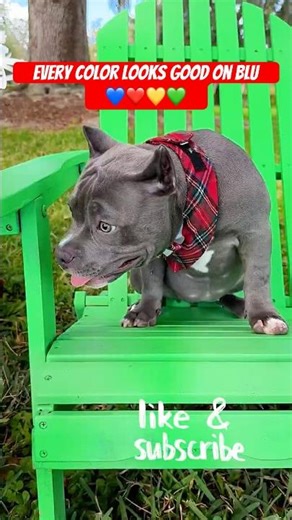 She Looks Beautiful in Every Color 😍🐶💙