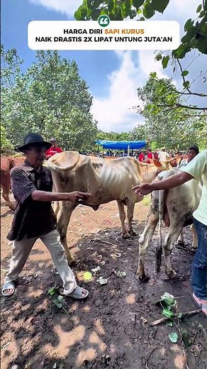 BISNIS SAPI KURUS UNTUNG 2x LIPAT🔥 #bisnis #sapi #super #kurus #untung #sukses #usaha #viral #fyp