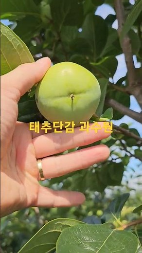 비가 온뒤 태추단감 과수원점검
