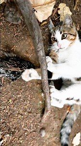 Cat vs. Bird — Nature in One Second! 🐈‍⬛🐦