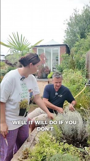 Trimming the flowers on your Helichrysum