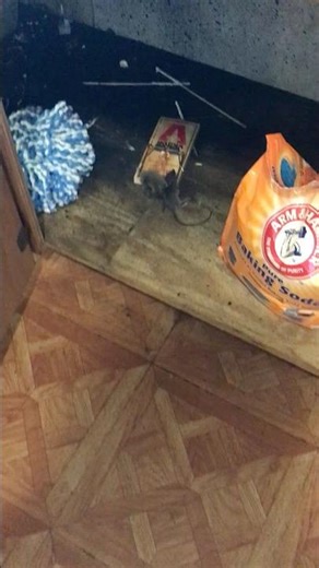 Mouse Squeaks Loudly in Trap! Cleaning the nasty house. Hear the trapped mouse squeak!