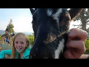 Goats Without Ropes - Pack goats on the trail without lead ropes